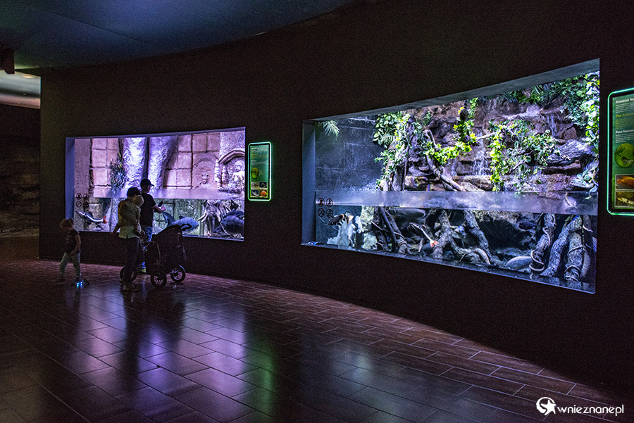 Antalya. Akwarium z podwodnym tunelem o długości 131 m. - foto: wnieznane.pl