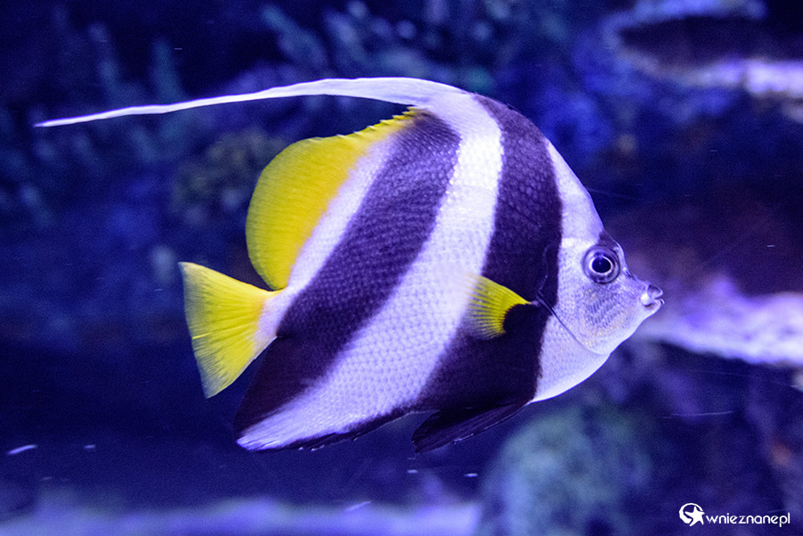 Antalya. Akwarium z podwodnym tunelem o długości 131 m. - foto: wnieznane.pl