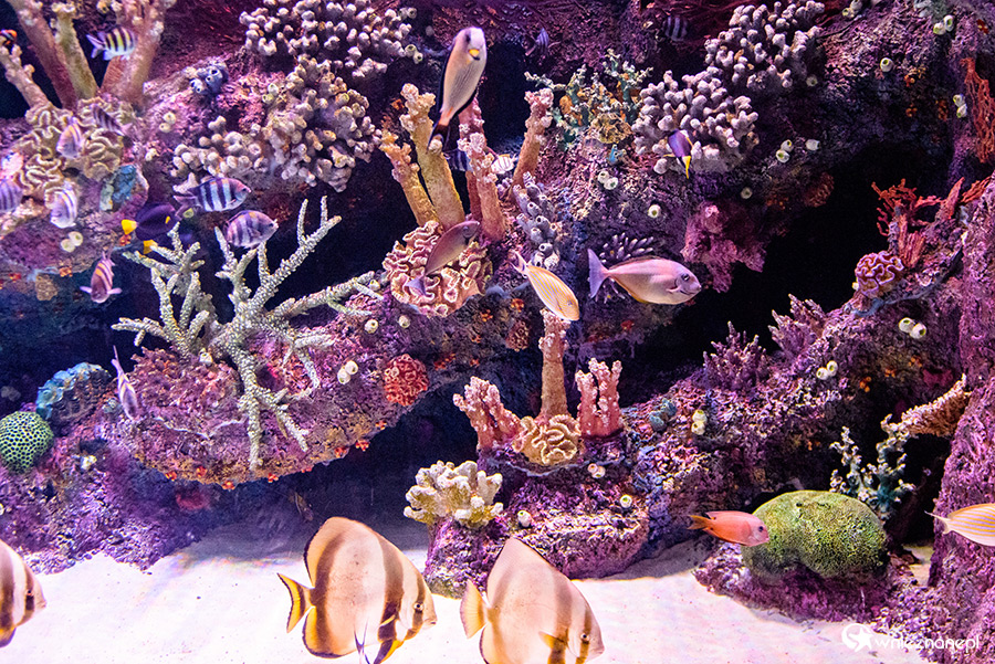 Antalya. Akwarium z podwodnym tunelem o długości 131 m. - foto: wnieznane.pl Antalya. Akwarium z podwodnym tunelem o długości 131 m. - foto: wnieznane.pl