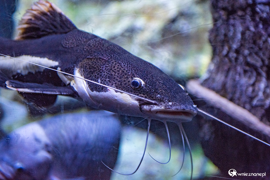 Antalya. Akwarium z podwodnym tunelem o długości 131 m. - foto: wnieznane.pl