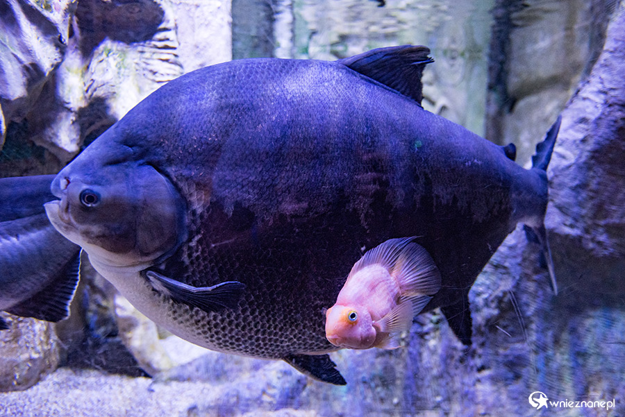 Antalya. Akwarium z podwodnym tunelem o długości 131 m. - foto: wnieznane.pl