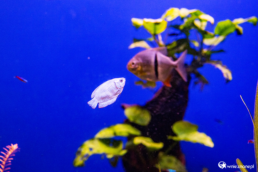 Antalya. Akwarium z podwodnym tunelem o długości 131 m. - foto: wnieznane.pl