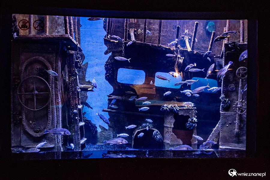 Antalya. Akwarium z podwodnym tunelem o długości 131 m. - foto: wnieznane.pl