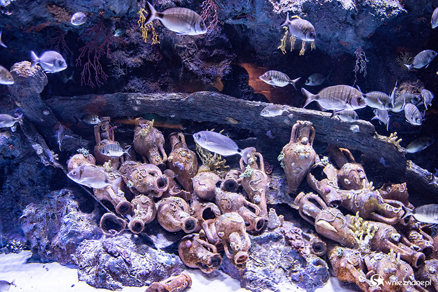 Antalya. Akwarium z podwodnym tunelem o długości 131 m. - foto: wnieznane.pl