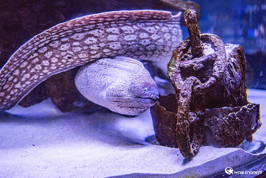 Antalya. Akwarium z podwodnym tunelem o długości 131 m. - foto: wnieznane.pl