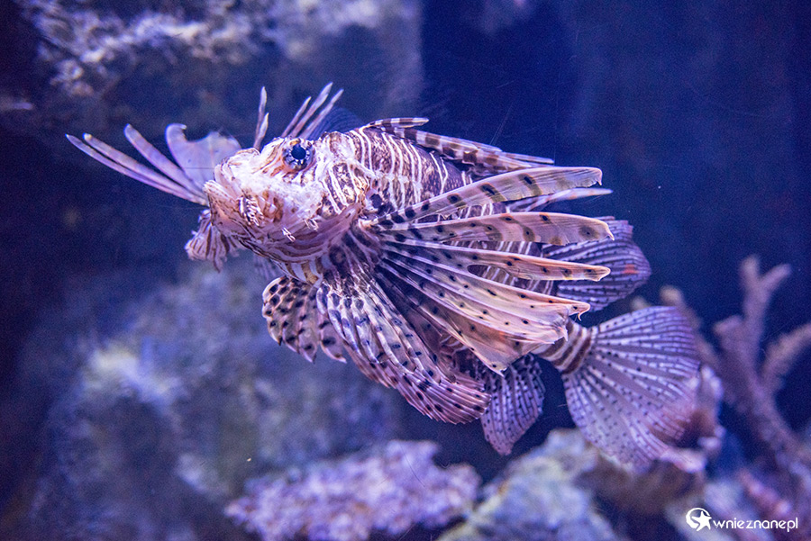 Antalya. Akwarium z podwodnym tunelem o długości 131 m. - foto: wnieznane.pl