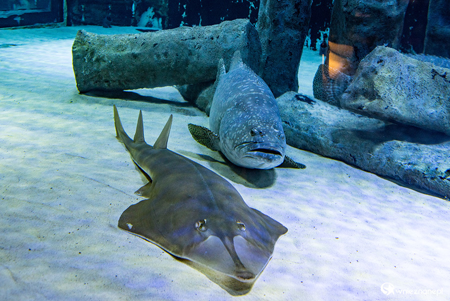 Antalya. Akwarium z podwodnym tunelem o długości 131 m. - foto: wnieznane.pl