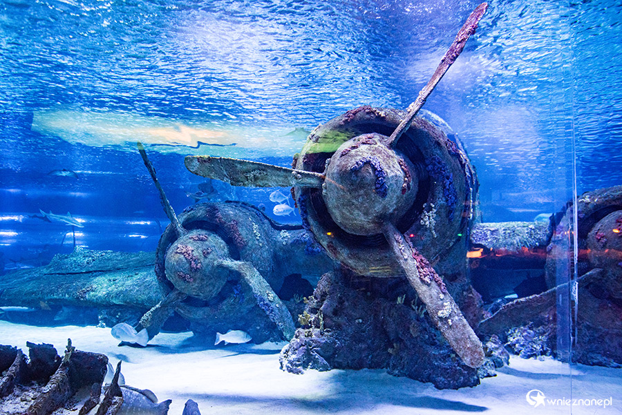 Antalya. Akwarium z podwodnym tunelem o długości 131 m. - foto: wnieznane.pl