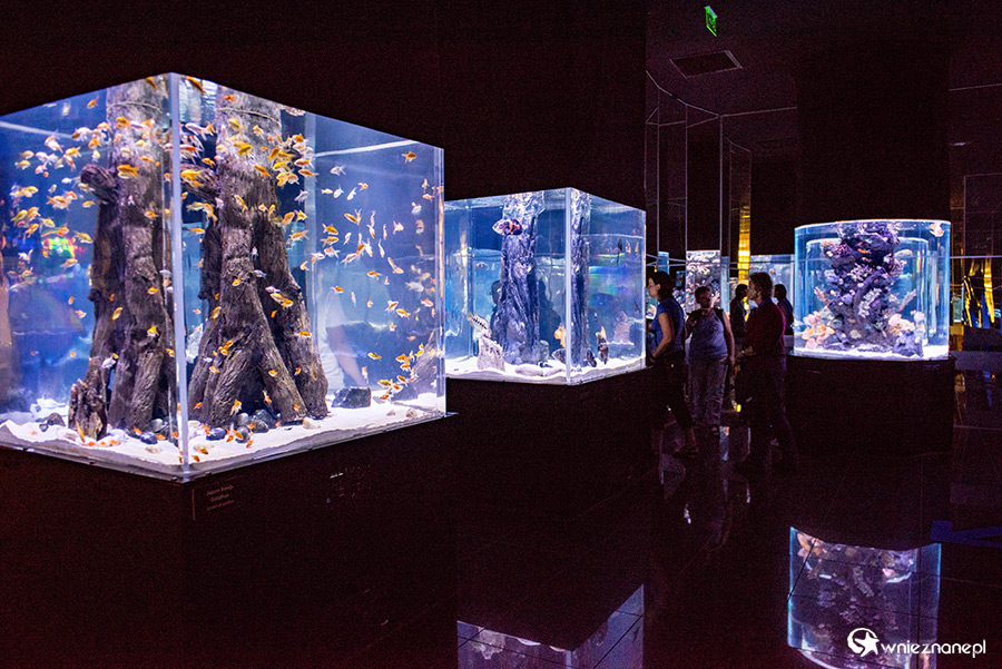 Antalya. Akwarium z podwodnym tunelem o długości 131 m. - foto: wnieznane.pl