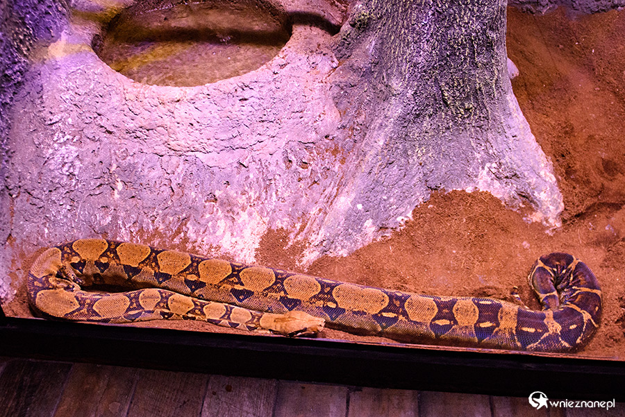 Antalya. Akwarium z podwodnym tunelem o długości 131 m. - foto: wnieznane.pl