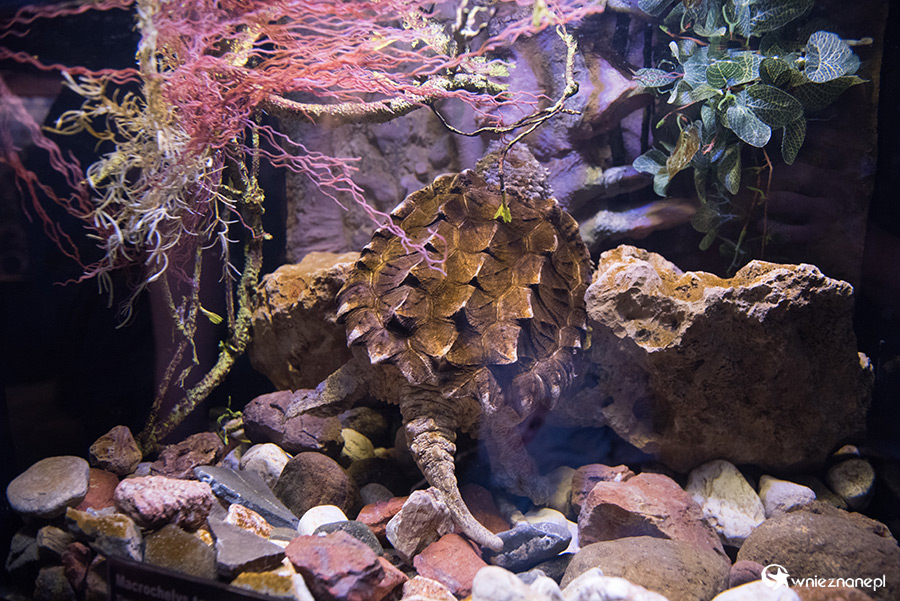 Antalya. Akwarium z podwodnym tunelem o długości 131 m. - foto: wnieznane.pl