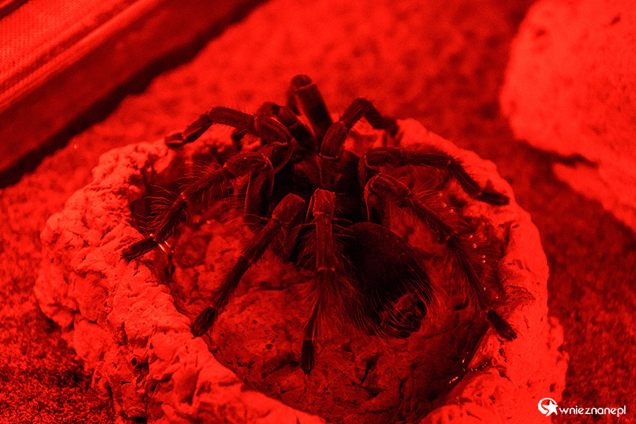 Antalya. Akwarium z podwodnym tunelem o długości 131 m. - foto: wnieznane.pl