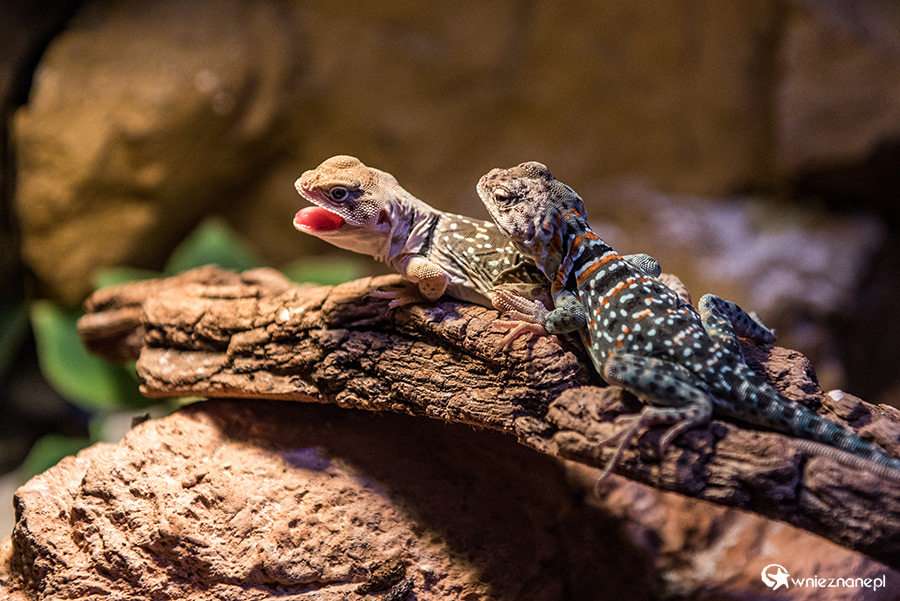 Antalya. Akwarium z podwodnym tunelem o długości 131 m. - foto: wnieznane.pl