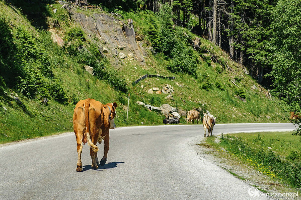 Alpy Austriackie. - foto: wnieznane.pl