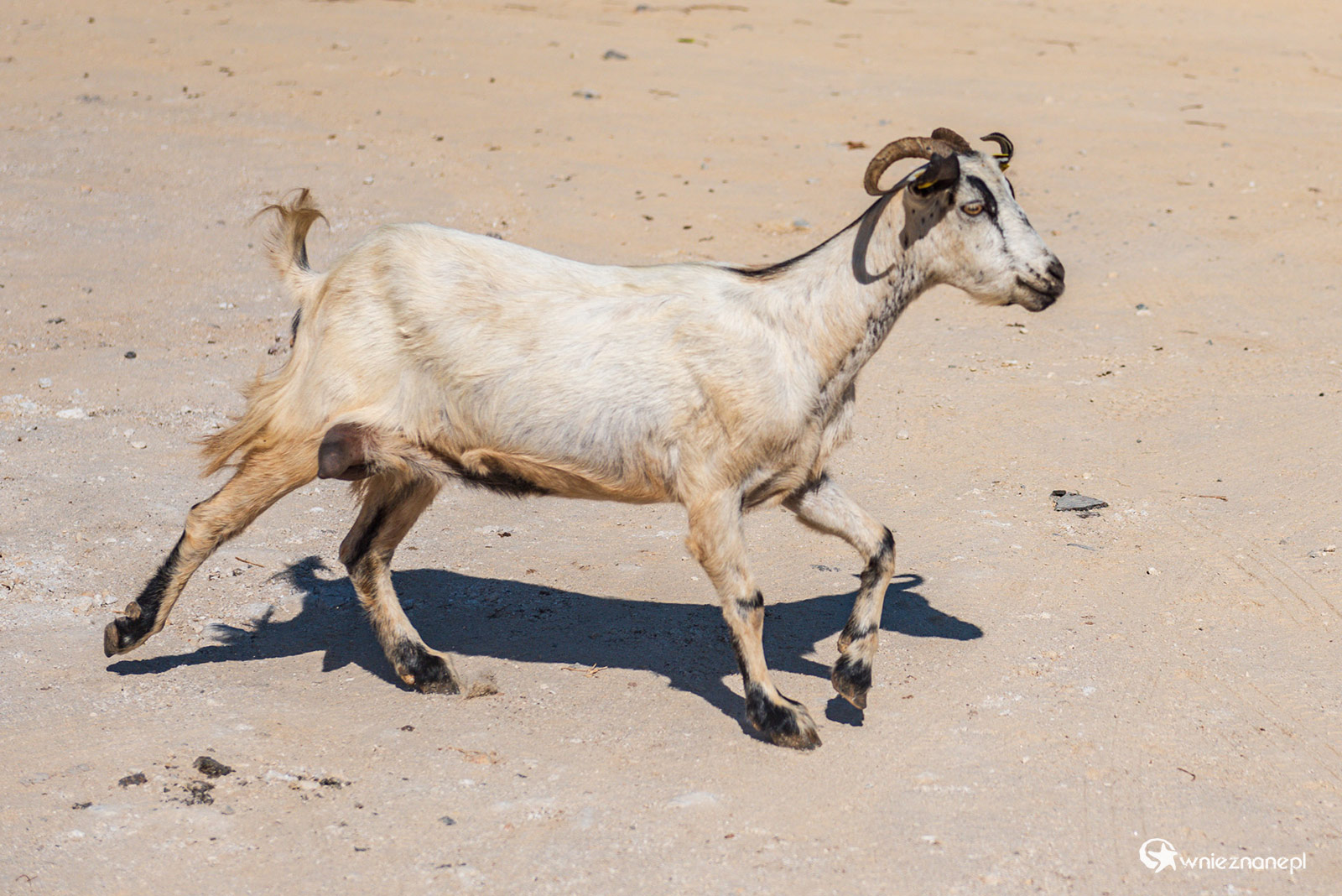 Kos. Koza w opuszczonej wiosce Palio Pyli. - foto: wnieznane.pl