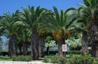 Wyspa Rodos. Palmy przy jednym z hoteli w Ialyssos. - foto: wnieznane.pl