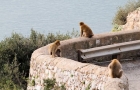 Gibraltar. Małpy mieszkające na Upper Rock. - foto: wnieznane.pl
