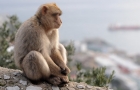 Gibraltar. Małpa mieszkająca na Upper Rock. - foto: wnieznane.pl