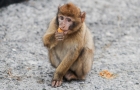 Gibraltar. Małpa mieszkająca na Upper Rock. - foto: wnieznane.pl
