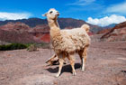 Argentyna. Quebrada de las Conchas. Lama. Jedno ze źródeł mięsa w Argentynie. - foto: wnieznane.pl