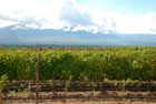 Argentyna. Cafayate. Okolice Cafayate pokryte winoroślami. - foto: wnieznane.pl