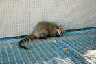 Brazylia. Parque Nacional Do Iguacu. Coati to naturalni mieszkańcy rezerwatu. - foto: wnieznane.pl