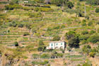 Cinque Terre. Tarasy i kamienne murki.     - foto: wnieznane.pl