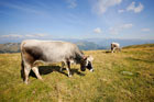 Nad Jeziorem Garda (Lago di Garda). Alpejskie krowy na Monte Baldo.    - foto: wnieznane.pl