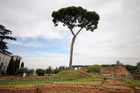 Rzym. Pozostałości starożytnych zabudowań i samotne drzewo na wzgórzu Palatyn.   - foto: wnieznane.pl