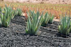 Wyspy Kanaryjskie: Plantacja aloesów na wyspie Fuerteventura - foto: wnieznane.pl