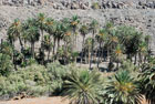 Wyspy Kanaryjskie: Skupisko palm wskazuje, że pod ziemią jest woda - foto: wnieznane.pl