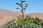 Wyspy Kanaryjskie: Monumentalne kwiaty agawy to widok typowy na wyspie Fuertaventura - foto: wnieznane.pl