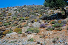 Wyspa Kreta. Górska roślinność przy drodze do Chora Sfakion. Na fioletowo kwitnie tymianek, który pachnie niesamowicie. - foto: wnieznane.pl