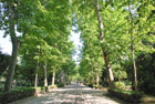 Sewilla. Parque de Maria Luisa otula zielenią. - foto: wnieznane.pl