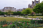 Paryż. Piękne krzewy i kwiaty w Jardin des Tuileries. - foto: wnieznane.pl