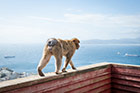 Gibraltar. Spacer nad przepaścią - na Upper Rock można zobaczyć jedyne w Europie żyjące na wolności małpy. - foto: wnieznane.pl