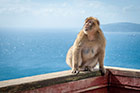 Gibraltar. Jedna z gibraltarskich małp na Apes Den. - foto: wnieznane.pl