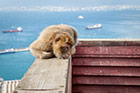 Gibraltar. Gibraltarskie małpki zrobią wszystko, by dostać od turystów jedzenie. - foto: wnieznane.pl