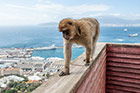 Gibraltar. Jedna z żyjących na Gibraltarze małp (magotów gibraltarskich) na Apes Den. W tle hiszpańskie Algeciras. - foto: wnieznane.pl