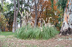 Madryt. Trawa pampasowa w Parku Retiro. - foto: wnieznane.pl