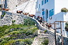 Santorini. Osiołki pomagają turystom dostać się ze starego portu do Firy. - foto: wnieznane.pl