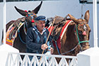 Santorini, Fira. Po miasteczkach na kalderze można przemieszczać się na grzbiecie osiołka. - foto: wnieznane.pl
