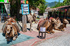 Wielbłądy w miejscowości Kayakoy. - foto: wnieznane.pl