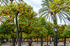 Kordoba. Drzewka pomarańczowe i palmy niedaleko katedry. - foto: wnieznane.pl