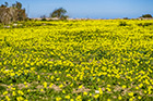 Malta. Ukwiecone okolice Fomm ir-Rih Bay. - foto: wnieznane.pl