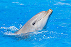 Malta. Pokaz delfinów w Mediterraneo Marine Park. - foto: wnieznane.pl