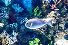Malta. Wnętrze Malta National Aquarium w miejscowości Qawra. - foto: wnieznane.pl