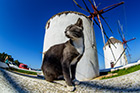 Mykonos. Koty są często spotykane na Mykonos, ale nie w takiej dużej liczbie, jak na niektórych innych wyspach. - foto: wnieznane.pl