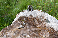 Alpy Austriackie. - foto: wnieznane.pl