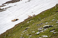 Alpy Austriackie. - foto: wnieznane.pl